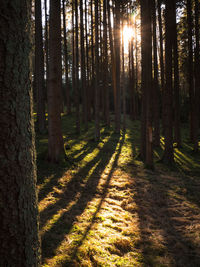 Sunlight streaming through trees in forest