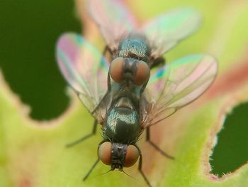 Close-up of fly