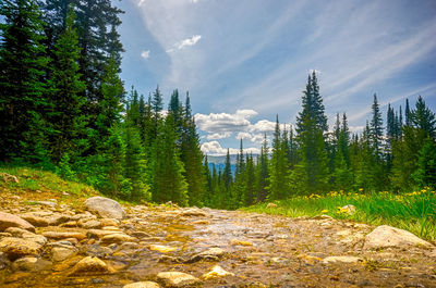 Pine trees in forest against sky