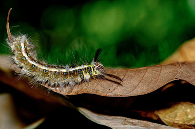 Close-up of spider