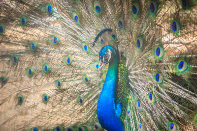 Close-up of peacock