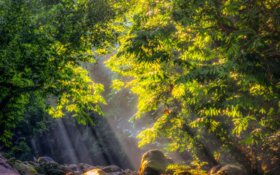 Trees in forest