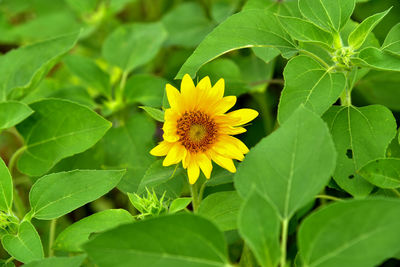 Close-up of yellow flowering plant