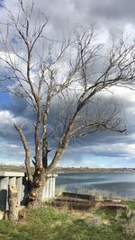 Bare tree by sea against sky