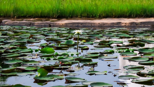 Lotus leaves floating on water in lake