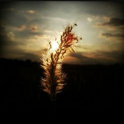 Close-up of silhouette plant against sky during sunset