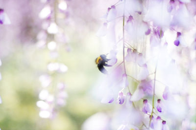 Close-up of bee pollinating on flower