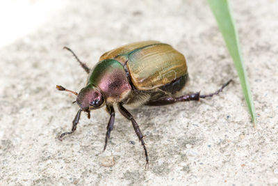 Close-up of insect on field