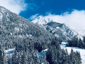 Pine trees on snowcapped mountains against sky