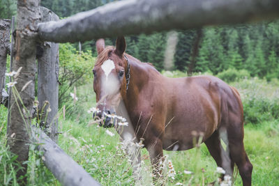 Horse standing on field