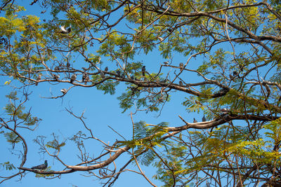 Low angle view of tree against blue sky