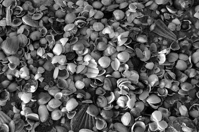 Full frame shot of seashells on shore