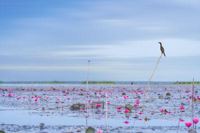 Animal in the wild photography of great commorant bird sitting on wood stick in lake at thale noi 