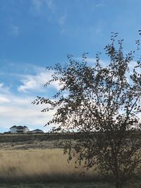 Low angle view of bird flying against sky