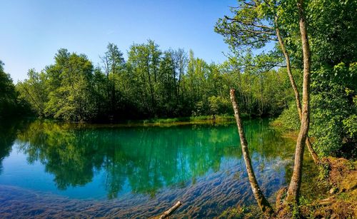 Lake in forest