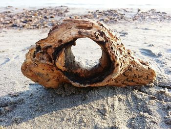 Close-up of shells on beach