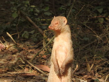 Close-up of bird