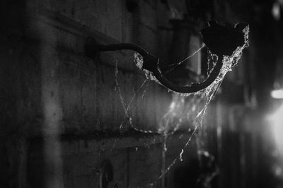 Close-up of spider on web