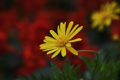 Close-up of yellow flowering plant