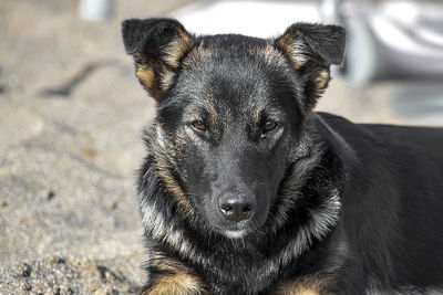 Close-up portrait of dog
