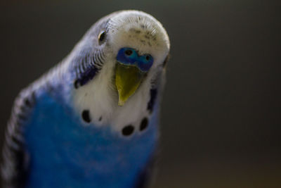 Close-up portrait of blue budgerigar