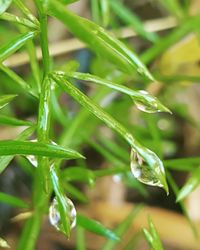 Close-up of fresh green grass