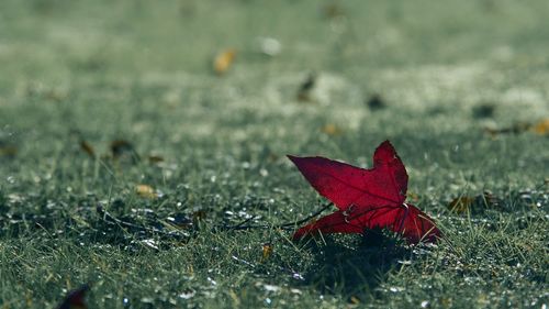 Autumn leaf on grassy field