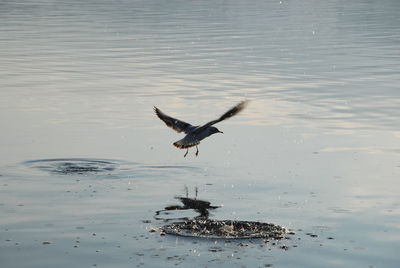 Bird flying over lake