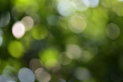 Defocused image of tree against blurred background