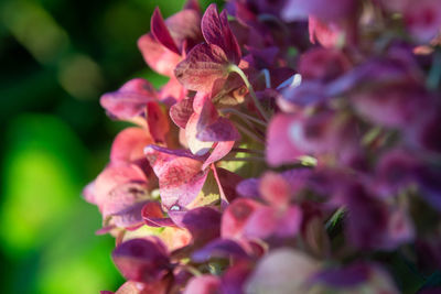 Close-up of pink flowering plant