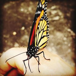 Close-up of butterfly on leaf