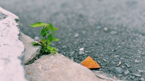 Close-up of plant growing outdoors