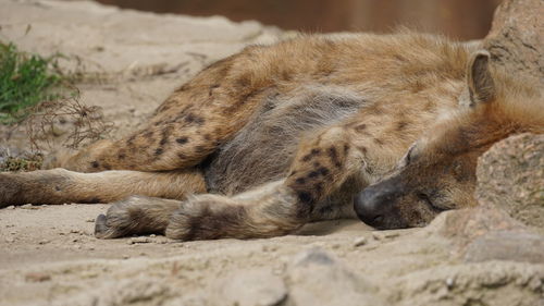 Close-up of a sleeping cat