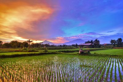 Scenic view of rice paddy against cloudy sky during sunset