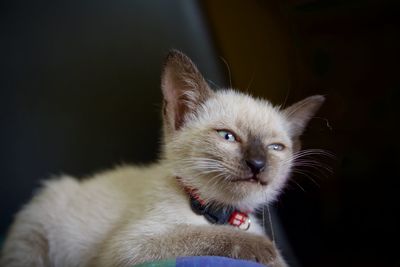 Close-up portrait of a cat