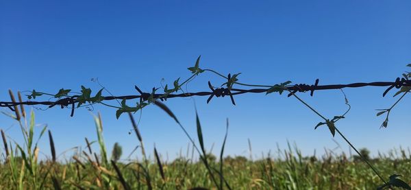 Barbed wire fence on field against clear blue sky