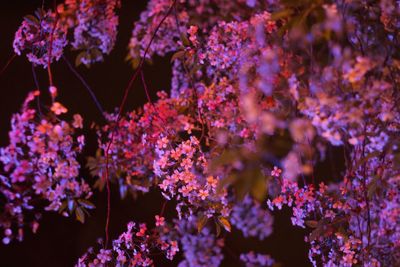 Close-up of pink flowering plants