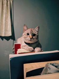 Cat sitting on table