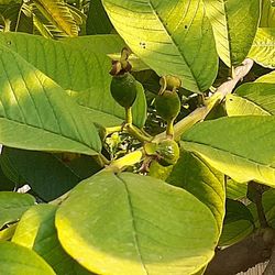 High angle view of leaves on plant