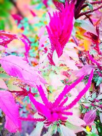 Close-up of pink flowers