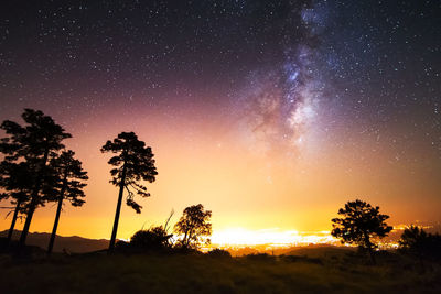 Silhouette trees against sky at night