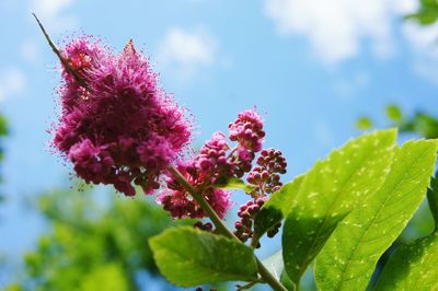 Close-up of pink flowers blooming against sky