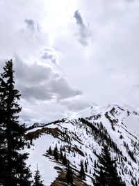 Low angle view of trees against sky