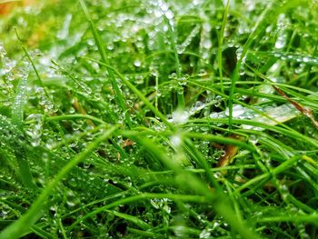 Close-up of raindrops on grass