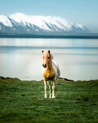 Icelandic Horse