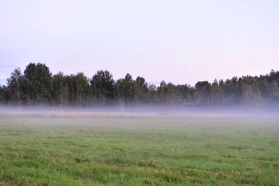 Froggy field against forest under sunset