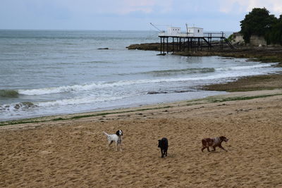 Dogs on sand at beach