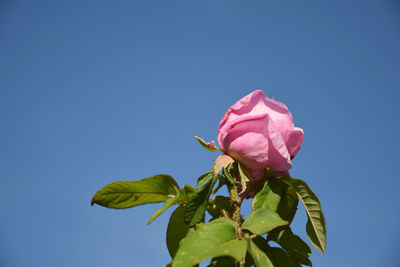 Close-up low angle view of pink rose blooming against clear sky during sunny day