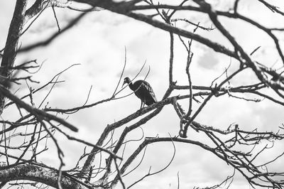 Low angle view of bird perching on bare tree against sky