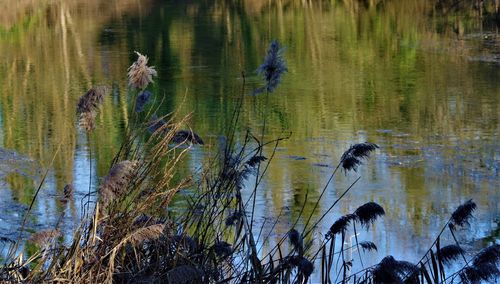 View of birds in lake
